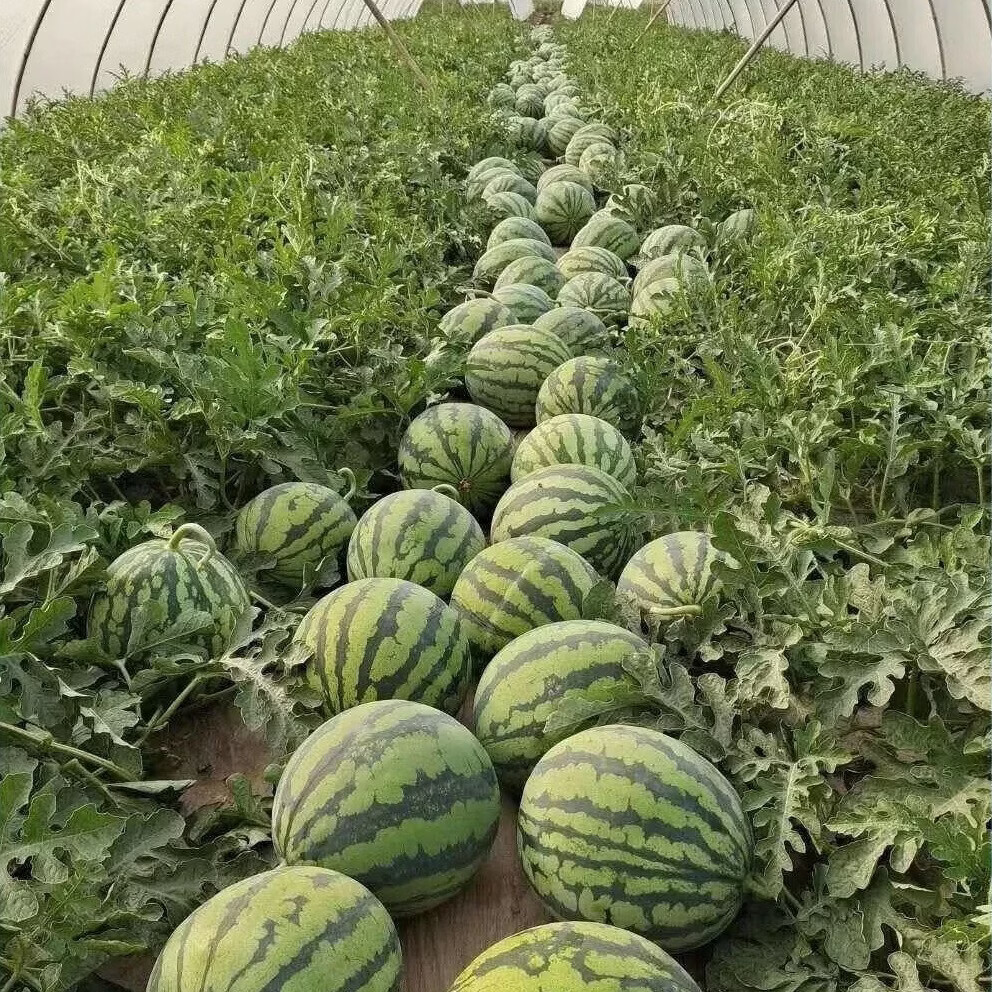 头茬鲜果薄皮多汁麒麟西瓜现摘现发新鲜西瓜 带箱8-9斤装净瓜重8+
