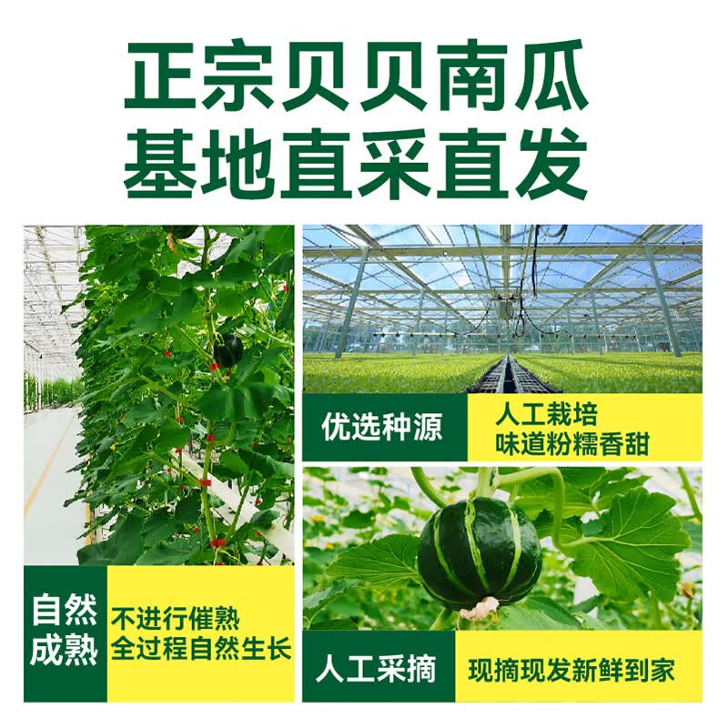 绿行者贝贝南瓜板栗味粉糯香甜小南瓜辅食代餐4.5斤装 2250g