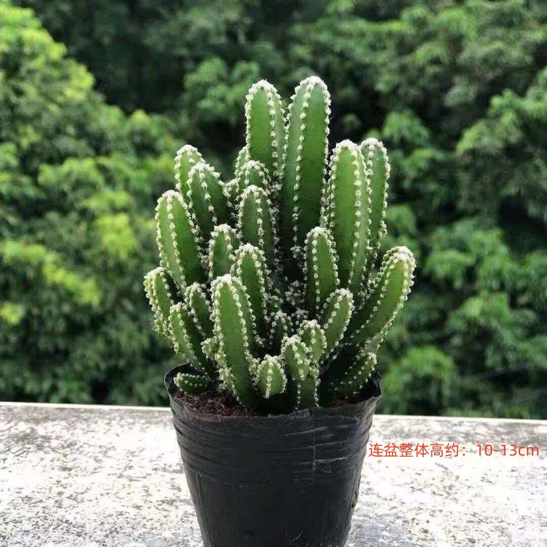 ����������ɽ�������� ���� ��10-13cm1.17Ԫ
