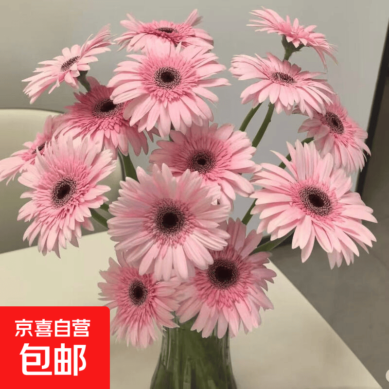 非洲菊鲜花新鲜采摘基地直发水养易养护多色38女神妇女节生日礼物 粉色16支+4支防损