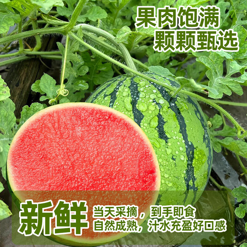 春福乐麒麟西瓜新鲜当季水果现摘皮大西瓜有籽无籽混发甜西瓜正宗包邮 净重4-5斤一个瓜+双层防护