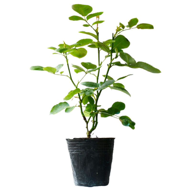 ���ڲ��������������¼�������ֲ������̨��԰���� ������20cm����2�� Դͷֱ�� 12.8Ԫ