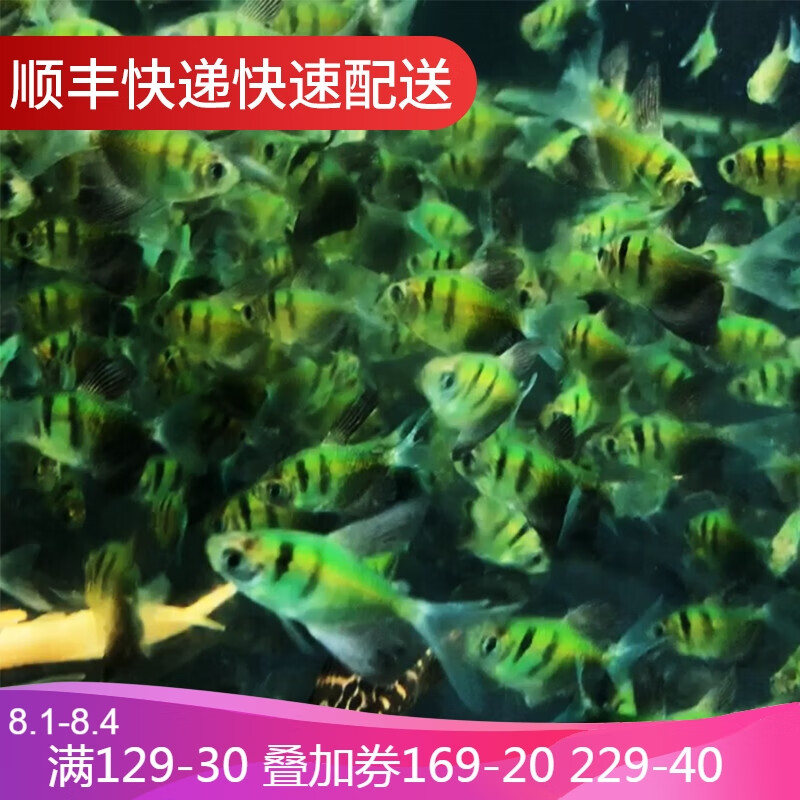 鱼官儿 中大型草缸淡水热带观赏灯鱼水族活体群游宠物 绿虎斑天使鱼4