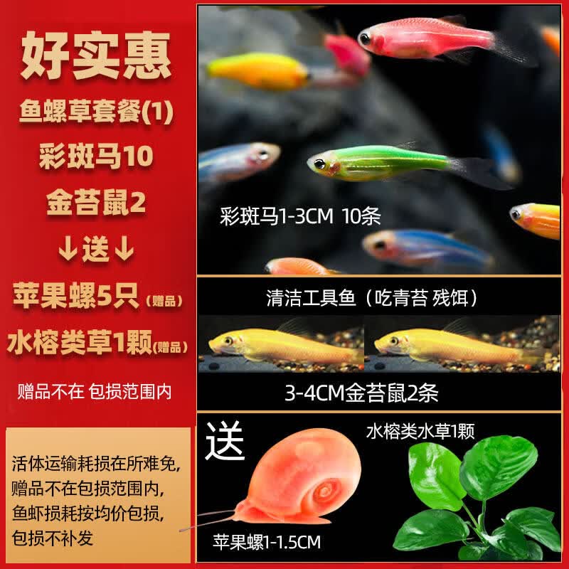 何佳功热带观赏活鱼好养宝莲灯斑马淡水金鱼苗天使孔雀小型红绿灯科小鱼 【好实惠】鱼虾螺草套餐1 送水草 螺