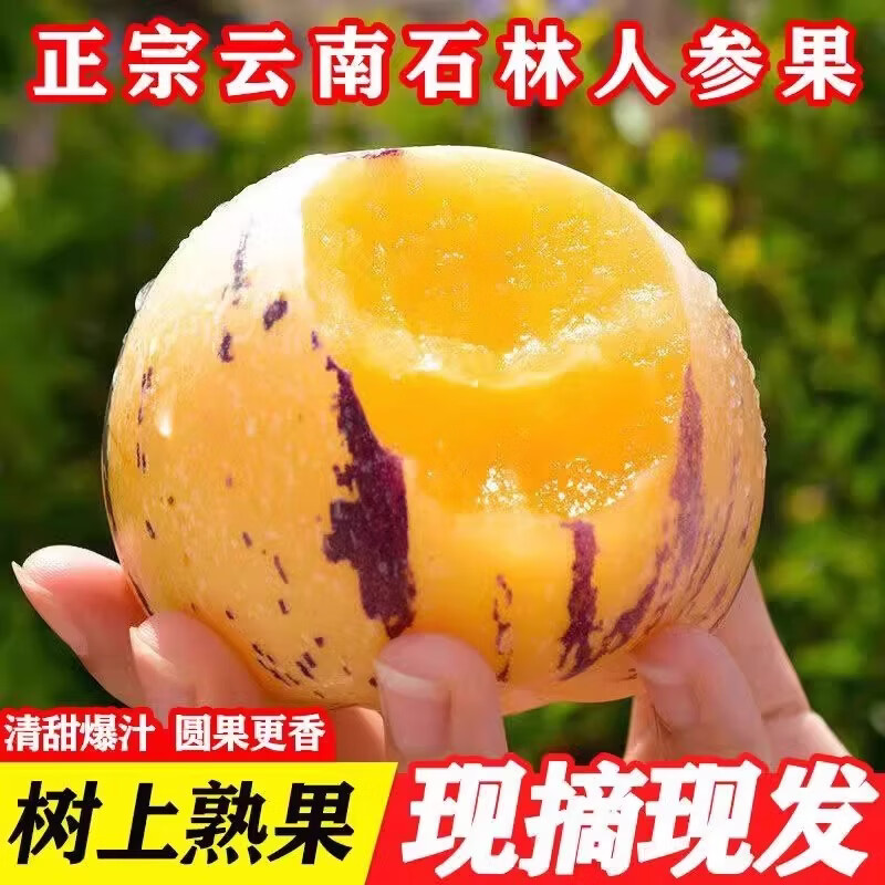 蒲恋云南石林人参果新鲜水果树上熟黄肉圆果当季现摘现发孕妇整箱包邮 净4.5-5斤精选装丨香甜多汁丨树熟黄果
