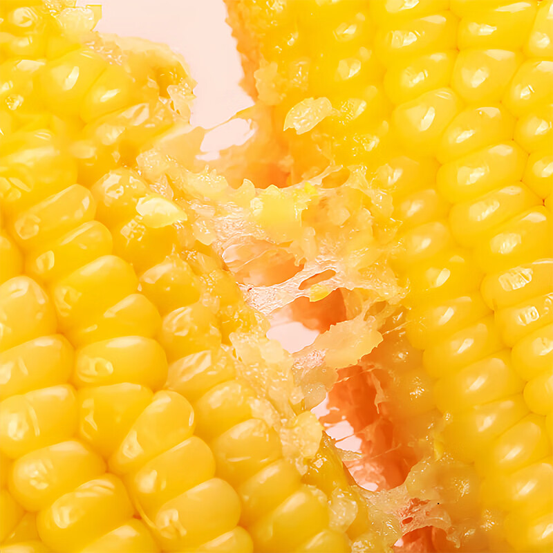 东北黄糯玉米香甜玉米棒加热即食代餐软糯香甜糯玉米 东北黄糯玉米180-220g*8根