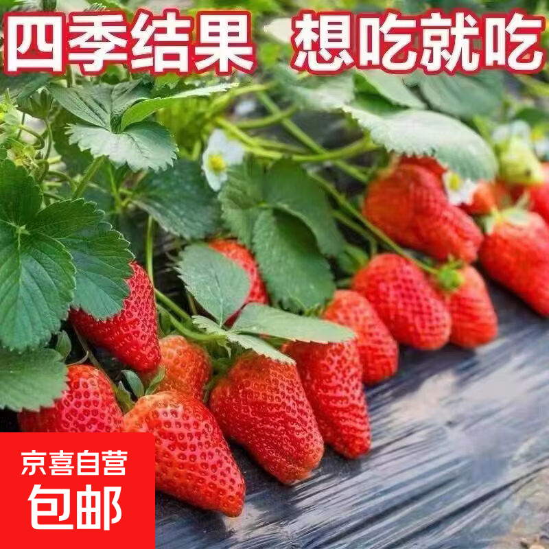 草莓苗果树苗红颜秧苗带盆带土四季阳台室内外南北方种植盆栽果树 奶油草莓苗1盆