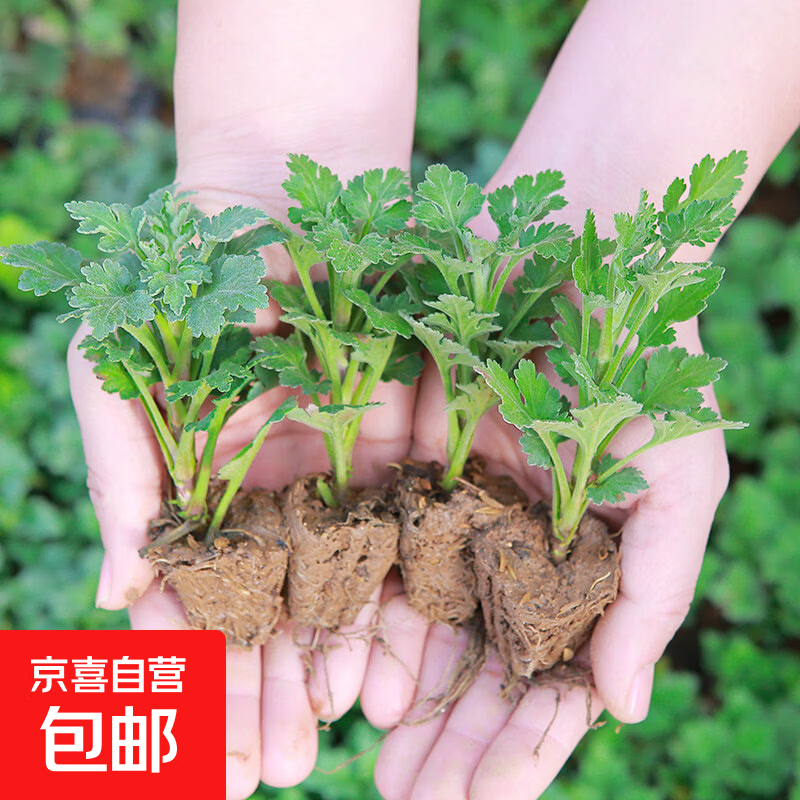 菊花苗小苗带土球盆栽千头菊雏菊秋菊大花室内外绿植花卉多年生 菊花混色小苗5颗【颜色随机】 不含盆