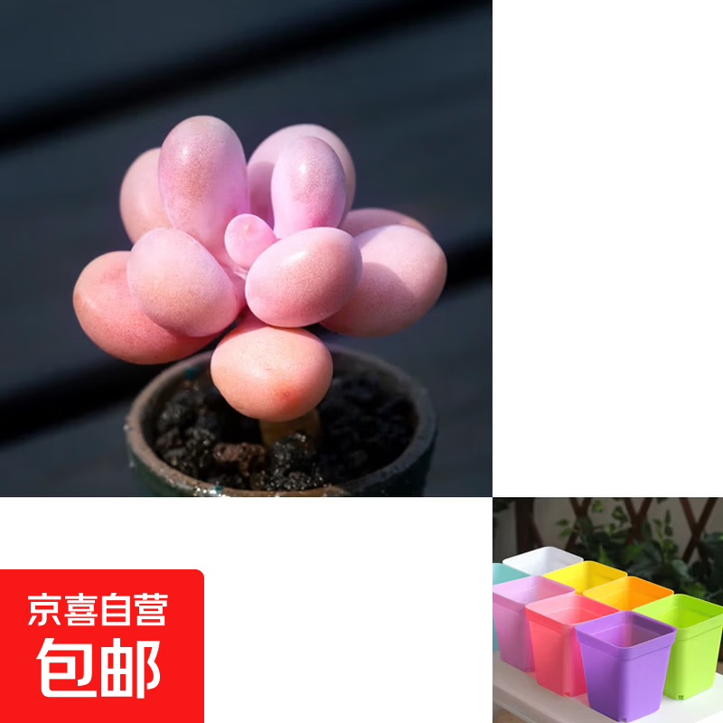 多肉植物组合室内小盆栽紫乐桃蛋熊童子多肉新手好养幼儿园小盆栽 桃蛋1颗+彩色塑料盆+营养土