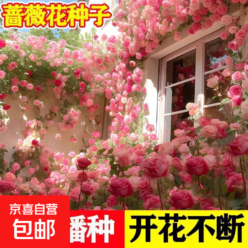 混色蔷薇花种子四季开花爬藤攀援花卉植物花海景观花简单易种好养 10个品种颜色混装200粒