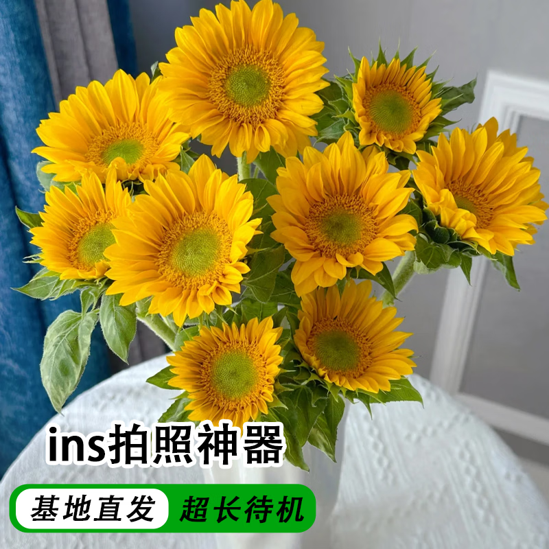 与花同行稀有迷你绿心云南向日葵昆明鲜切花插花鲜花基地直发花农水养花束 【5枝】绿心向日葵 小花苞发货  养护后开放变大