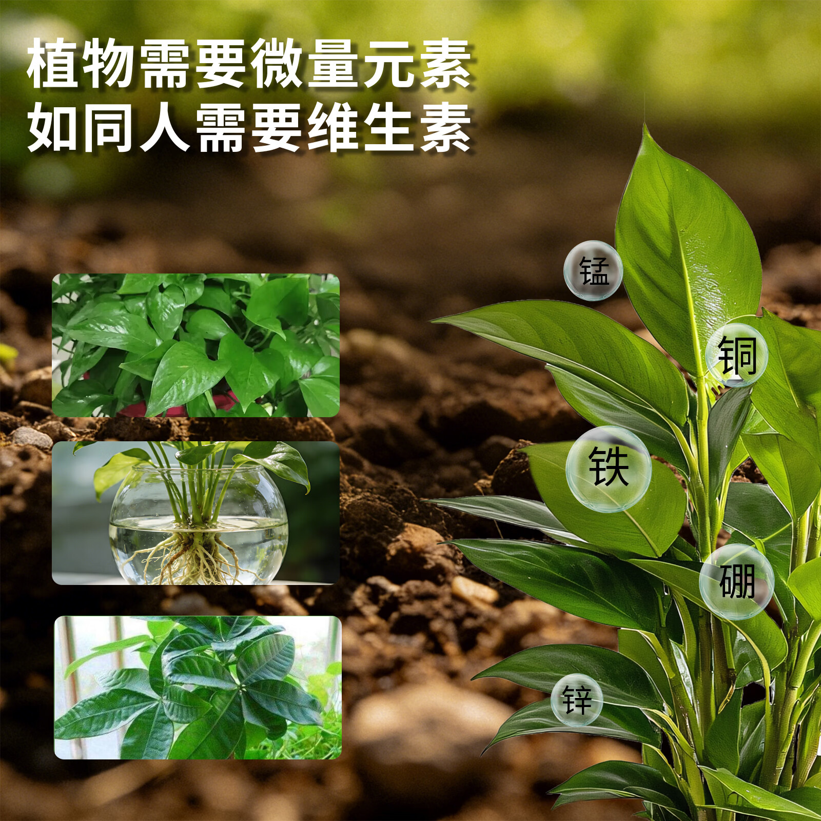 亮彩植物营养液观叶型浓缩液家用养花盆栽绿植花卉水培土培适用 观叶