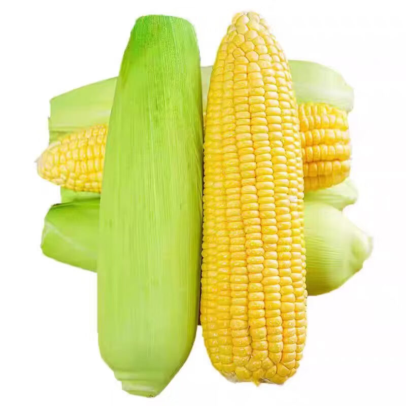 西亳水果玉米 新鲜玉米甜玉米棒新鲜现摘带皮蔬菜玉米粒 净重5斤 单果150g+