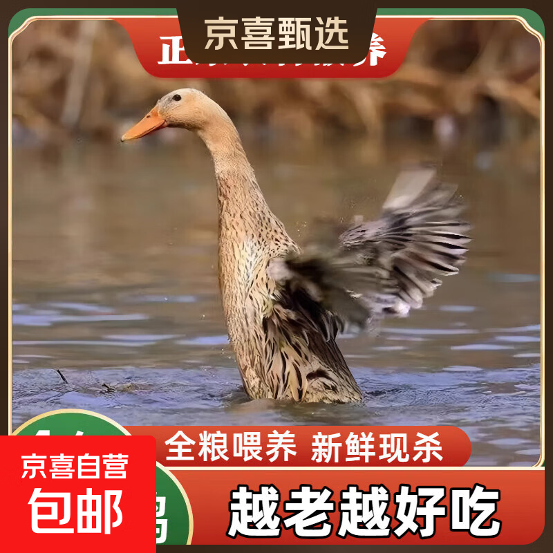 科迪尔 煲汤散养农家老鸭子 5.5-6斤/只冷冻生鲜烤鸭食材土鸭烧烤 600天散养老鸭【净重5.5-6斤】 1只