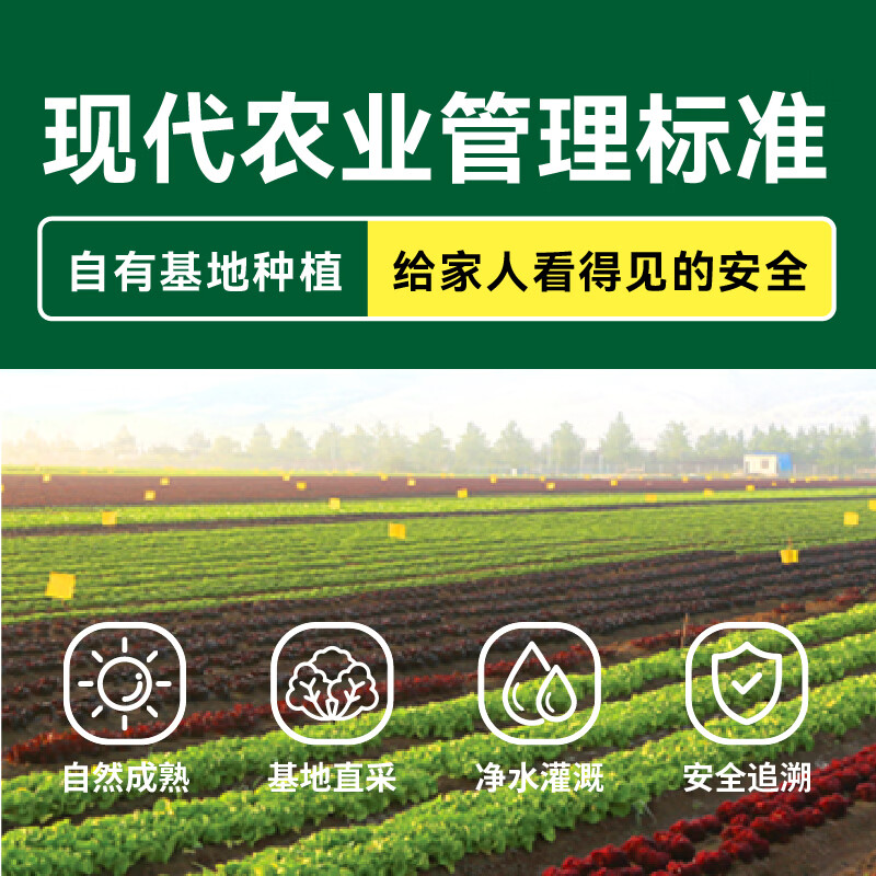 绿行者新鲜采摘球生菜脆嫩爽口结球生菜沙拉菜 2000g