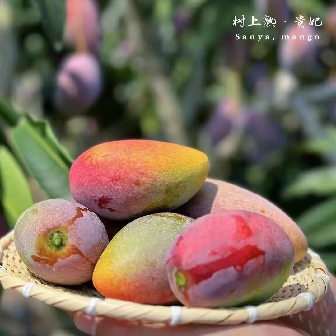 海南三亚树上熟贵妃芒果当季新鲜大果孕妇水果高档礼盒装包邮 贵妃芒 8斤装精选大果【顺丰礼盒-单果5两以上】