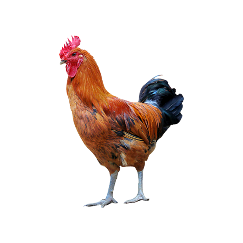 �����Ӻ���ѡ����ѩɽ�ݼ� ����2.4-3�� ��̬�����ʼ��� 98Ԫ