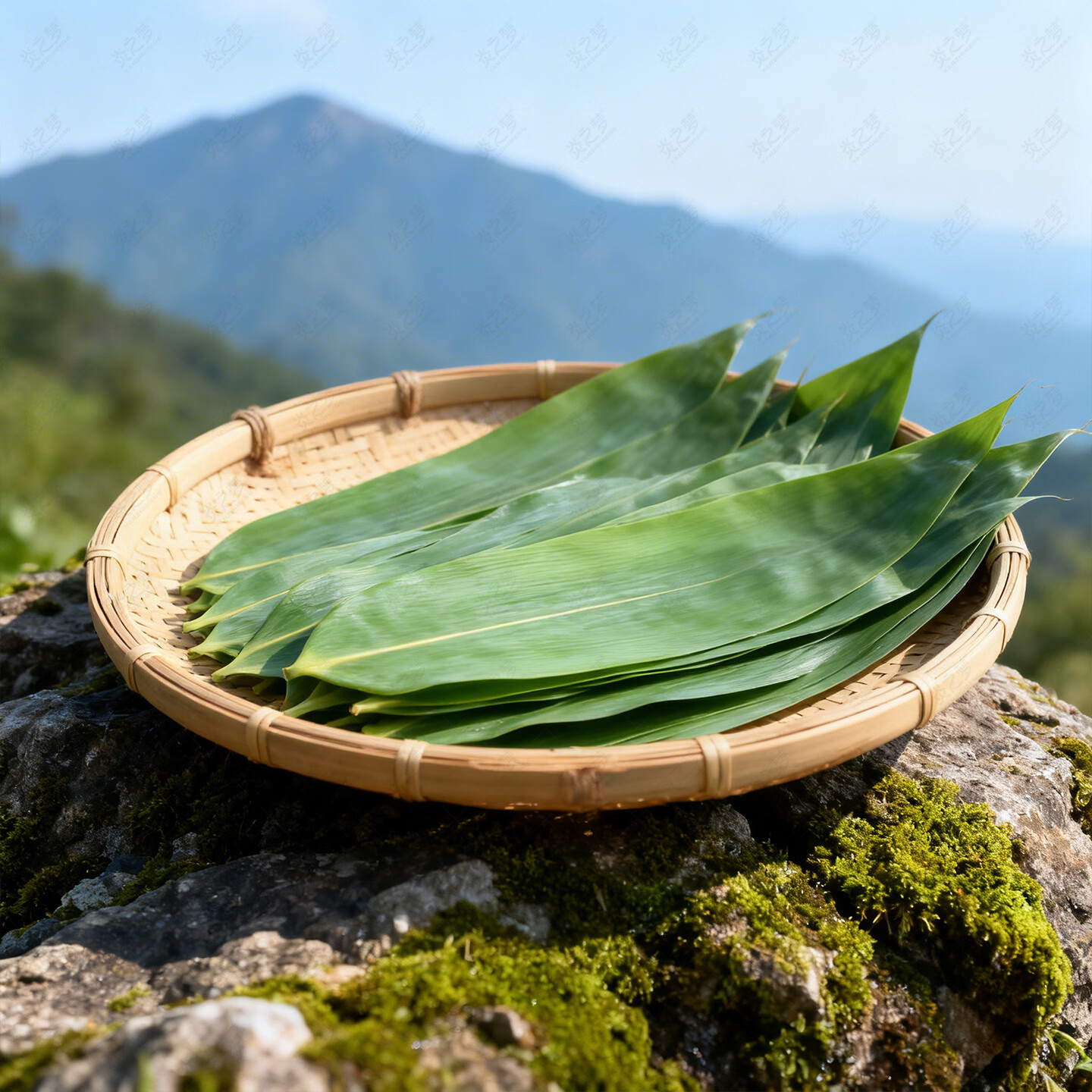 炎之梦®湖南高山粽叶新鲜现摘箬叶端午包粽子专用棕叶商用大粽叶 【大号】200片+【中号】200片（送绳+教程）