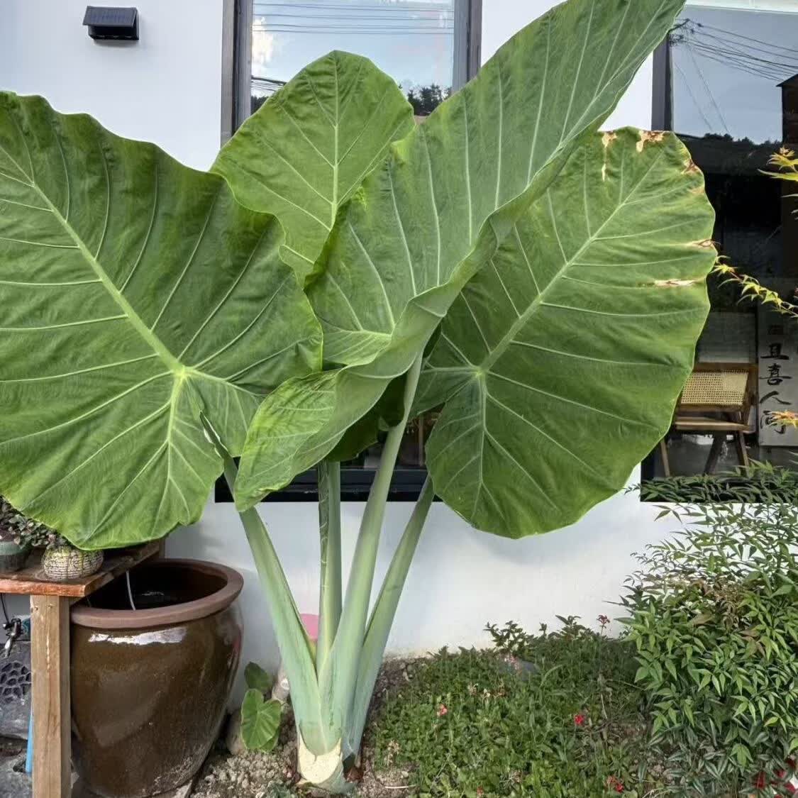 优选盆栽大叶野生象耳芋大叶耐寒耐热盆栽植物 大叶象耳芋1棵   修剪保湿发货 直径8-10cm