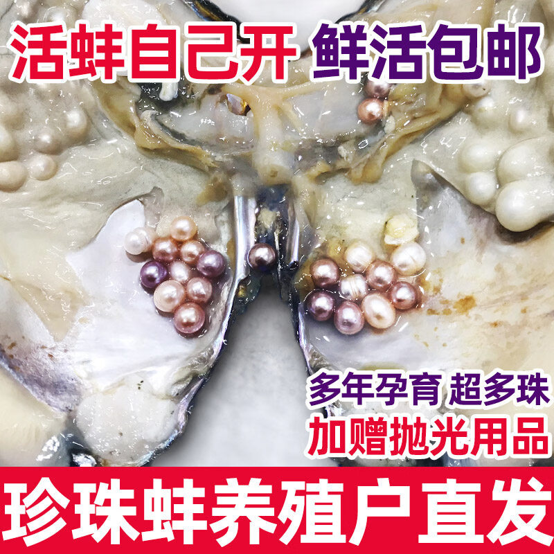 天然淡水珍珠蚌壳活体河蚌多珠爱迪生自己开蚌取珍珠鲜活 青年多珠蚌3个送真空小蚌