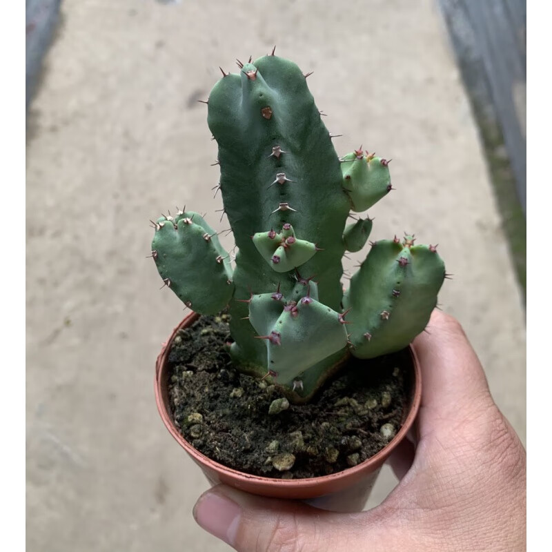 晗畅白角麒麟 龙骨木 树脂大戟 仙人柱多肉盆栽 a90#盆 含盆