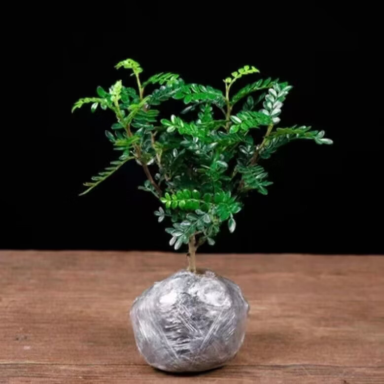 清香木胡椒木驱蚊绿植盆栽甜品装饰室内四季好养花卉叶片清香 2盆+加仑盆