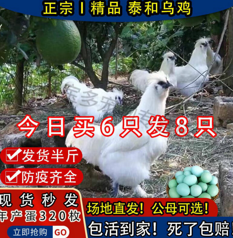 鸡苗】相关京东优惠商品排行榜(24) - 价格图片品牌优惠券- 虎窝购