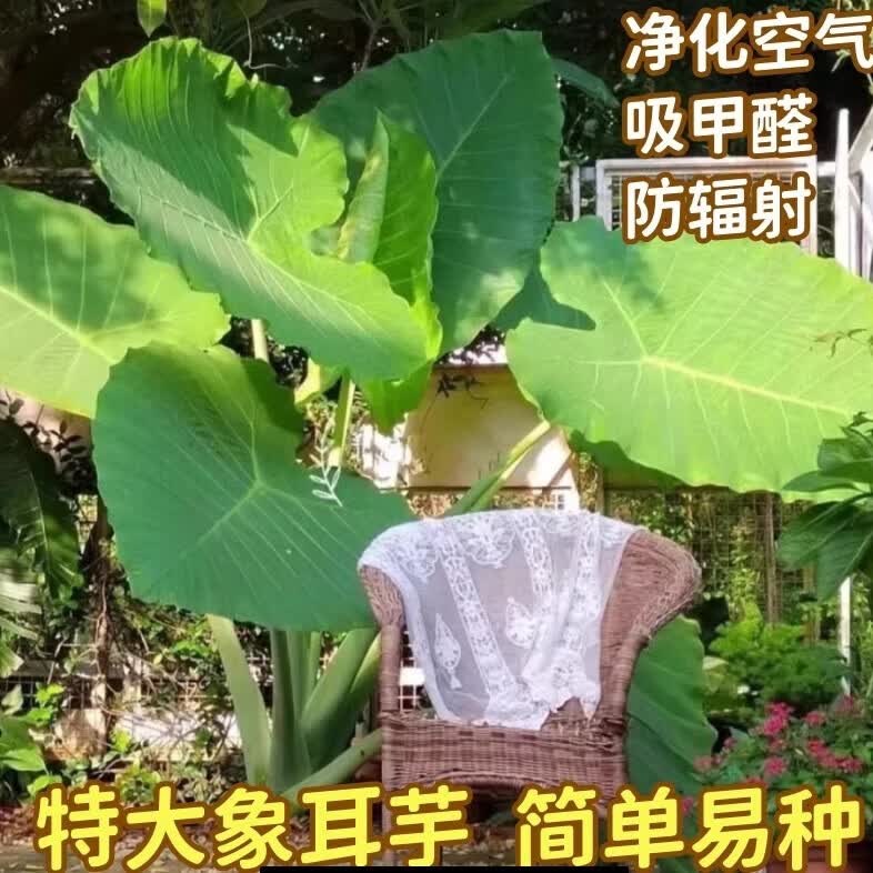 优选盆栽大叶野生象耳芋大叶耐寒耐热盆栽植物 大叶象耳芋1棵   修剪保湿发货 直径8-10cm