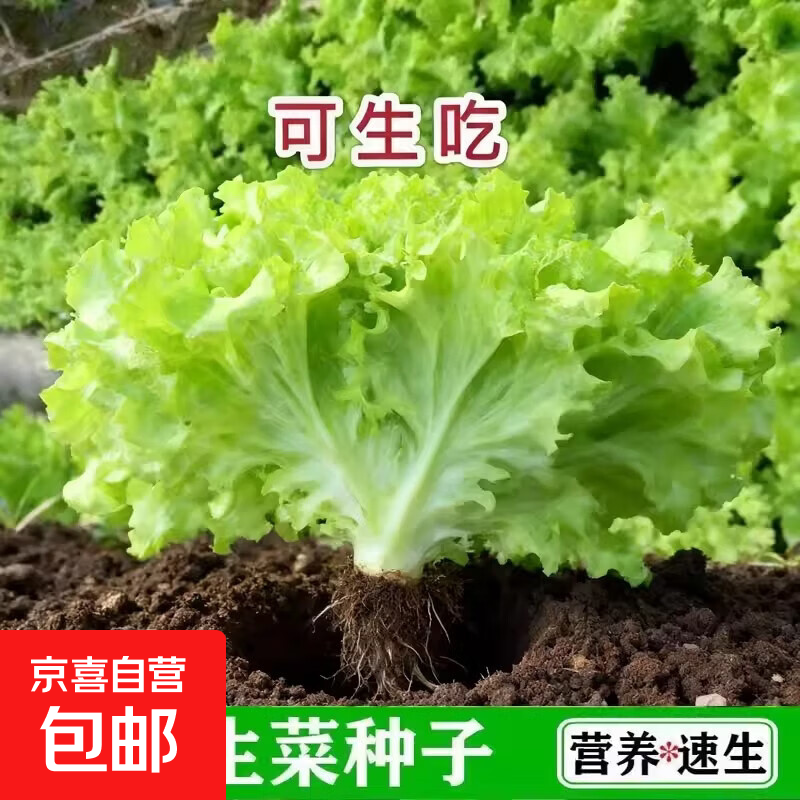 四季速生小白菜种子四季蔬菜种籽早熟小青菜阳台盆栽耐热奶油快菜 A四季奶油快菜种子1包