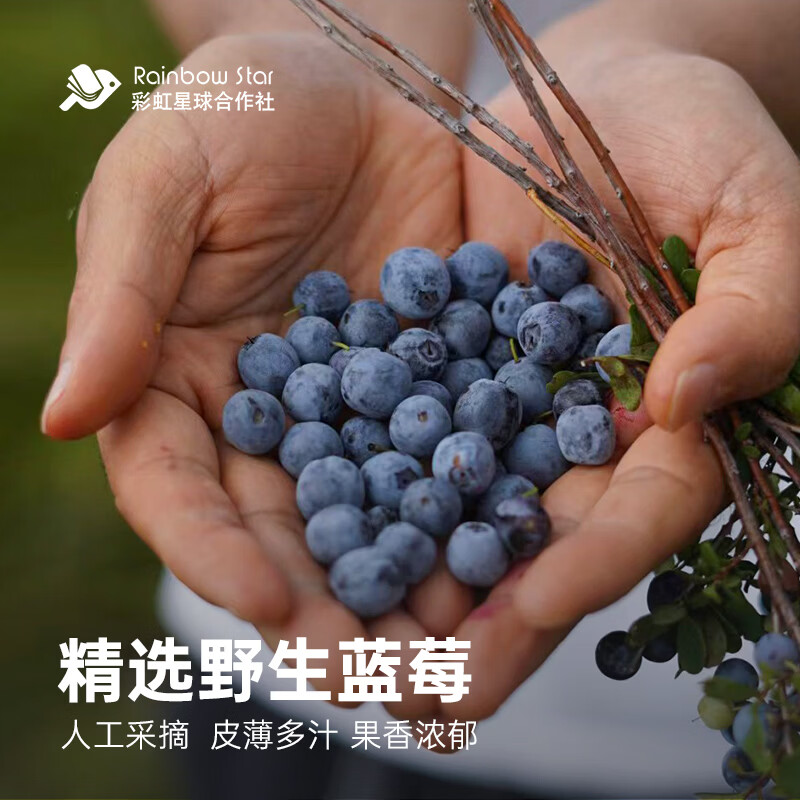 彩虹星球合作社有机丨有机野生蓝莓原浆小兴安岭蓝莓饮料箱装瓶蓝莓果汁 2箱装【100ml/瓶*16瓶】