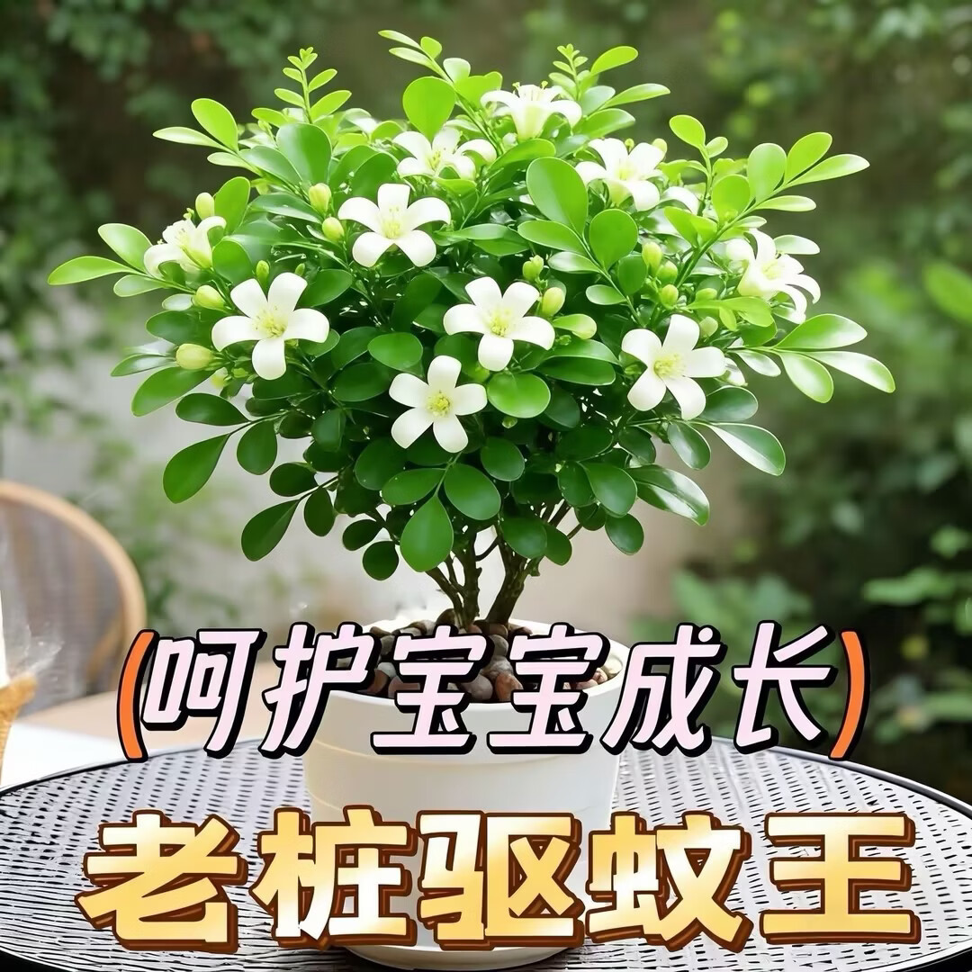 正宗九里香驱蚊驱虫盆栽四季开花阳台绿植清香室内外净化空气植物 5颗+1个加仑盆