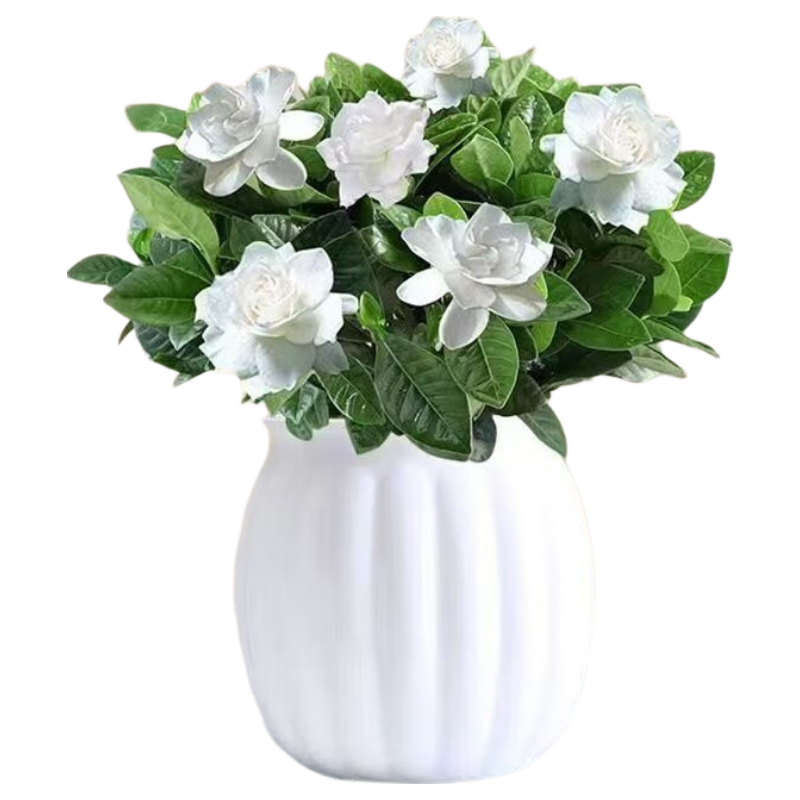 ���ڲ������������ӻ����Ի���ֲ��������ֲ 90#���ӻ�+��ɫ�Ϲ���ˮ�� Դͷֱ�� 10.9Ԫ