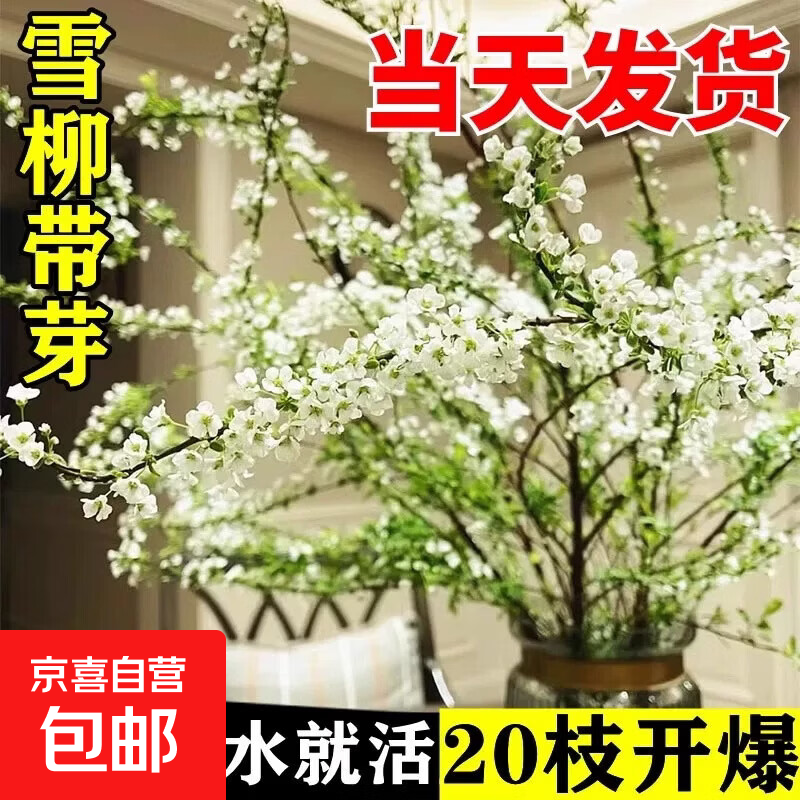雪柳干枝鲜枝水养插花水培植物鲜花卉室内盆栽带花苞绿植龙柳好活 【两周开爆】雪柳鲜枝120CM20枝+4营养液 【当天现切】