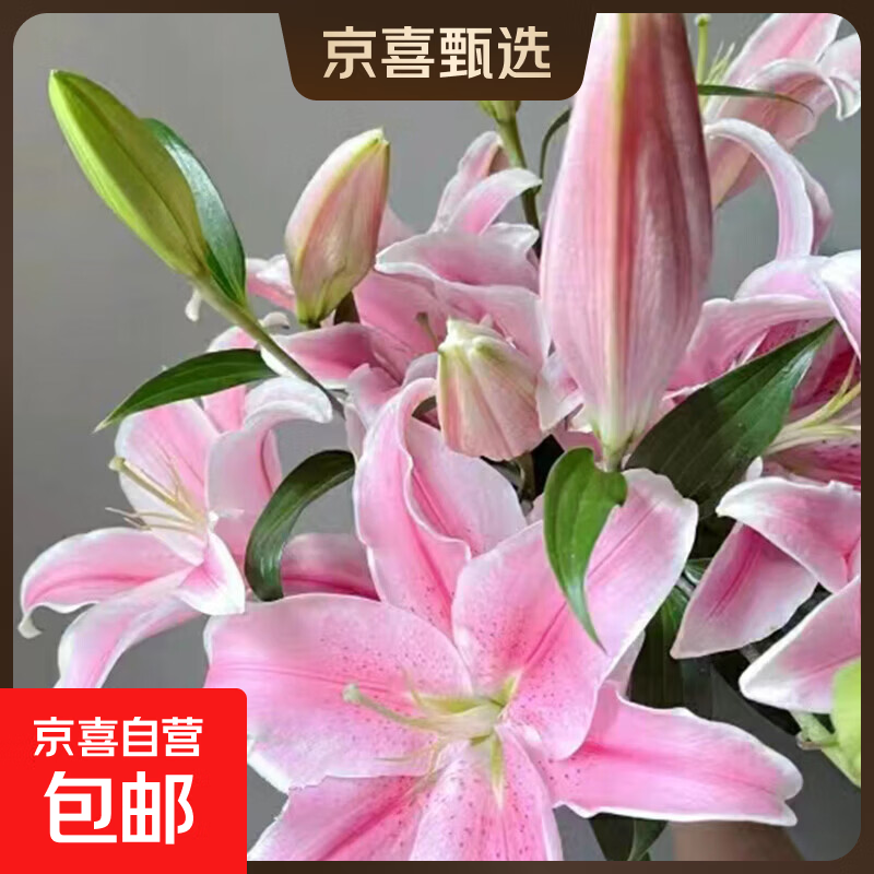 百合鲜切花云南基地直发瓶插水养母亲节520送妈妈  爱人暖心礼物 粉色香水百合20朵
