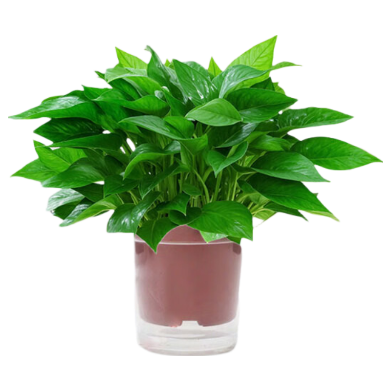 ���ڲ����������� ��������������������װ��������ȩ������������180����Դͷֱ�� 102.96Ԫ��4��(��25.74Ԫ/��)