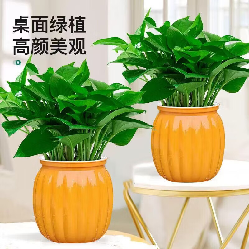 京喜指数绿萝盆栽吸甲醛净化空气绿植物懒人花卉好养搬家礼物全 【畅销2盆】绿萝+橙色南瓜盆自吸水 整体含盆高度20-25cm