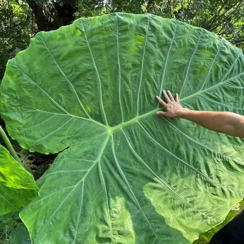 优选盆栽大叶野生象耳芋大叶耐寒耐热盆栽植物 大叶象耳芋1棵   修剪保湿发货 直径8-10cm