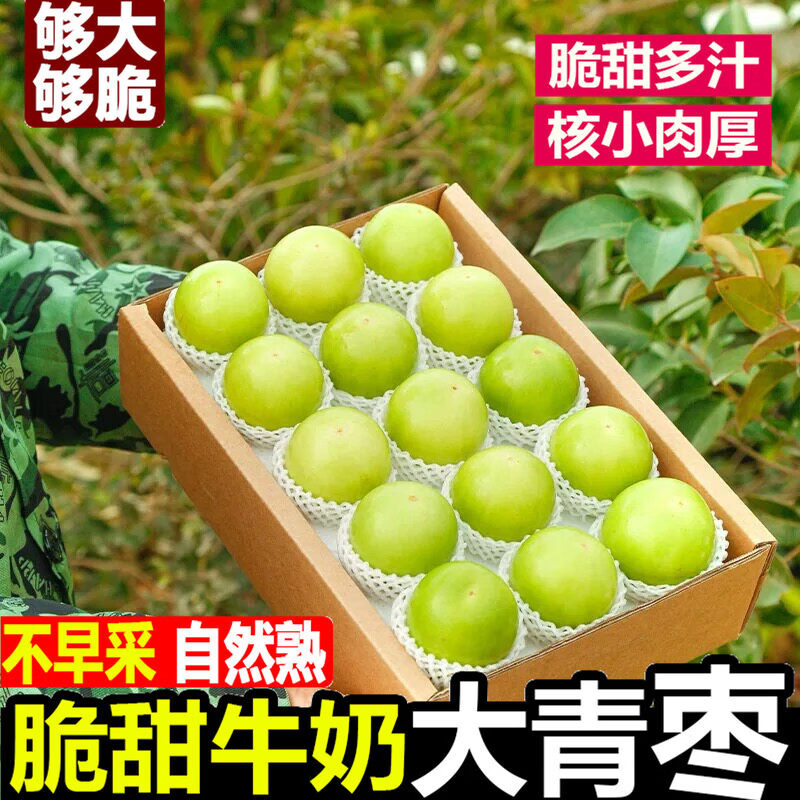 福建奶牛大青枣现货牛奶枣5斤冬枣贵妃鲜枣水果脆枣子非苹果东枣 3斤 【中果】超值，品质升级