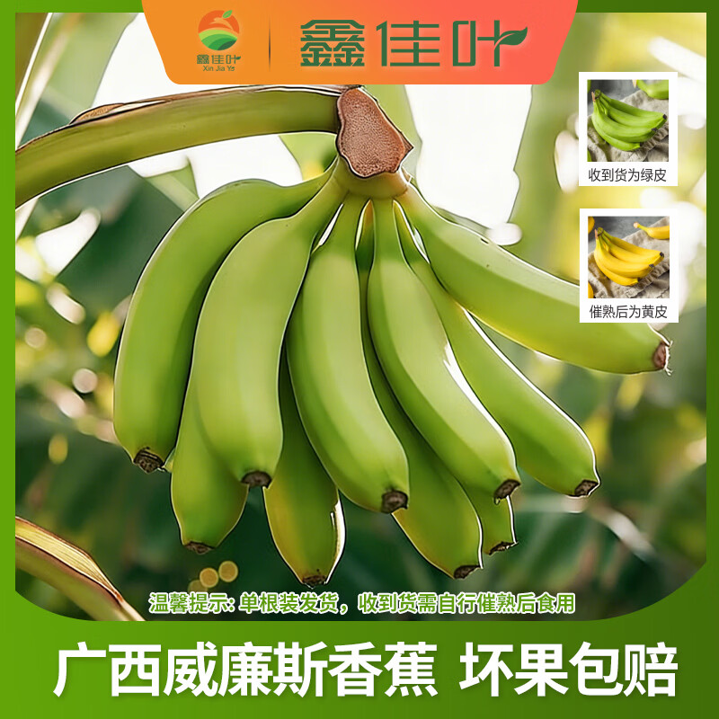 鑫佳叶广西威廉斯香蕉 单根装（需催熟） 净重4.5斤 单果100g+（单根装 收到需催熟）