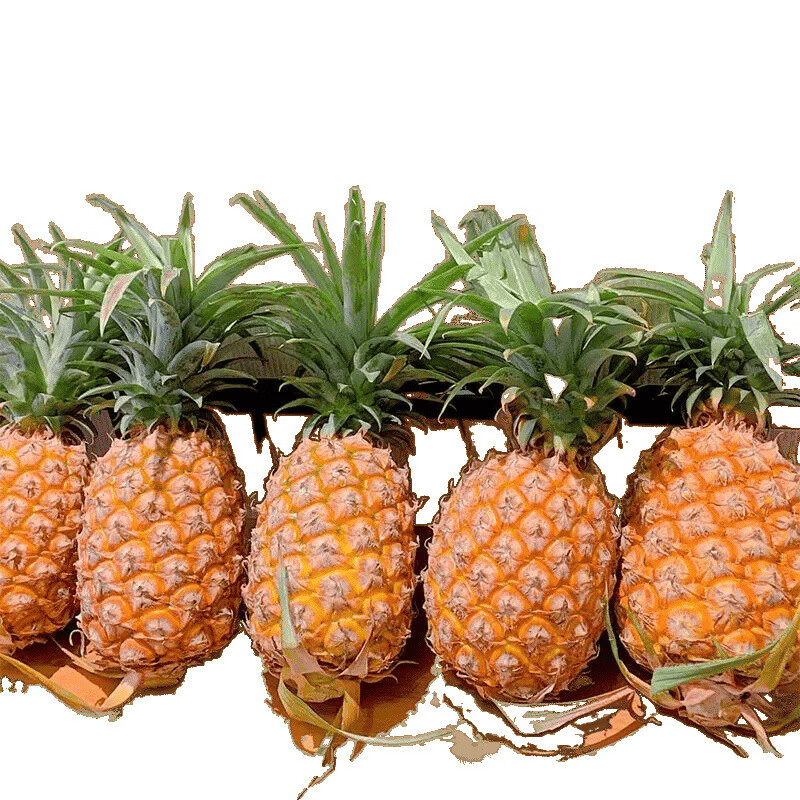 正宗金钻凤梨 当季新鲜手撕无眼大菠萝水果彩盒礼盒节日送礼 9斤-现摘 纯甜无眼凤梨【大果】不麻嘴