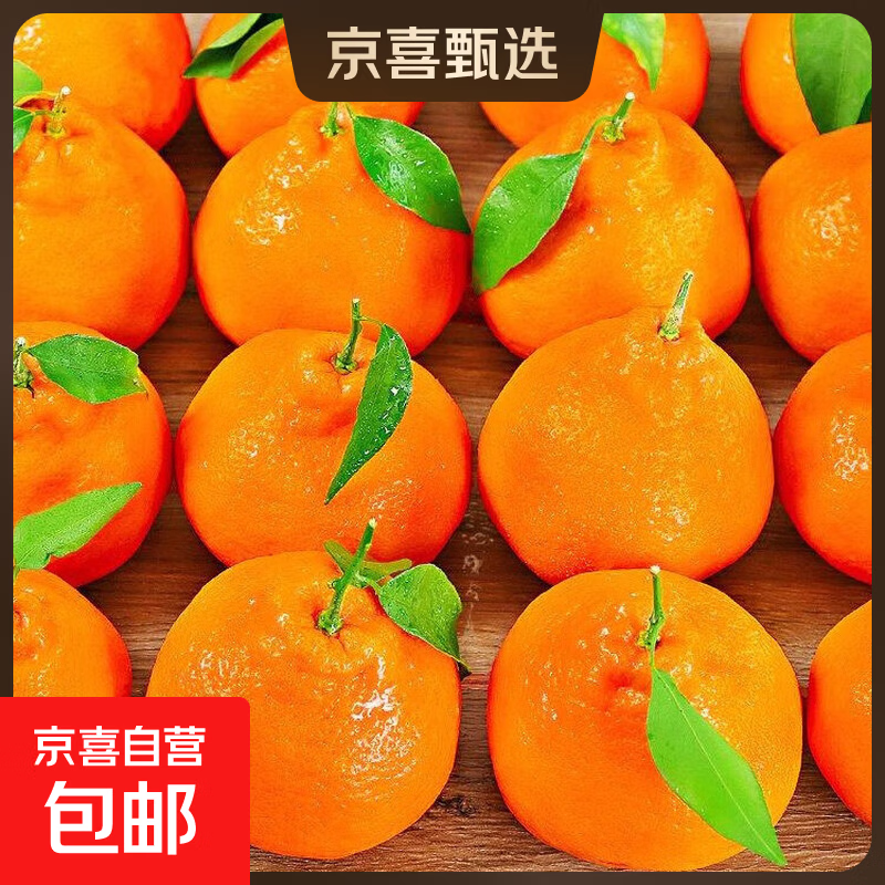 JDL-热销NO.1  正宗四川春见耙耙柑 丑柑橘子  精选新鲜水果 精选优级小果【65-70mm】 带箱5斤净重4.6斤