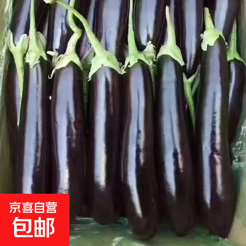山东农家绿把紫皮长茄现摘现发新鲜嫩茄蔬菜生鲜 现摘新鲜茄子 2斤 净重