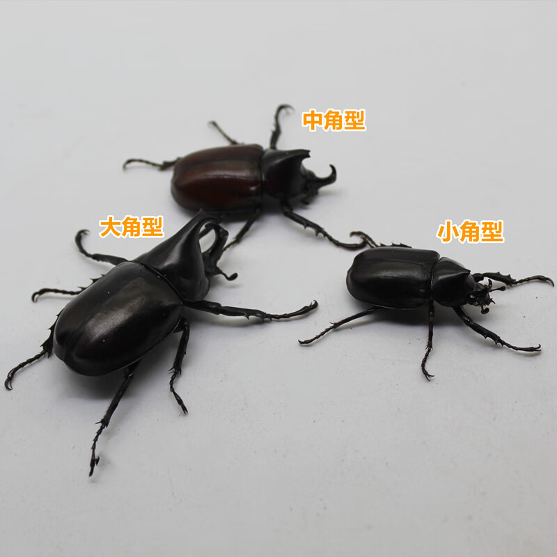 短云独角仙甲虫宠物成虫幼虫姬兜爬虫巨型超大个体兜虫花金龟活体锹甲