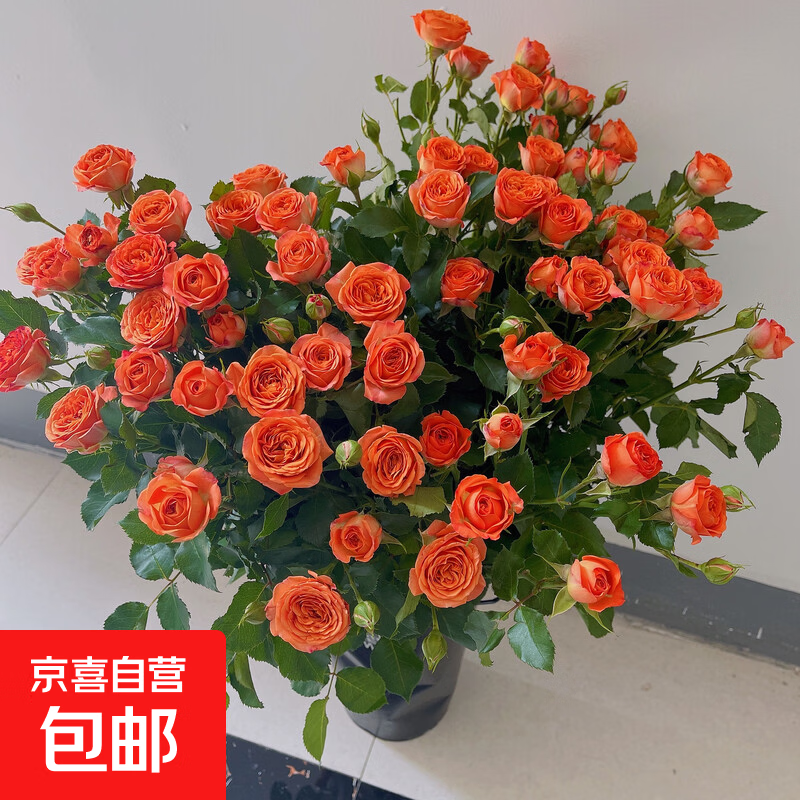 橙色芭比多头玫瑰鲜花家用插花婚礼物云南基地直发 橙色芭比10枝