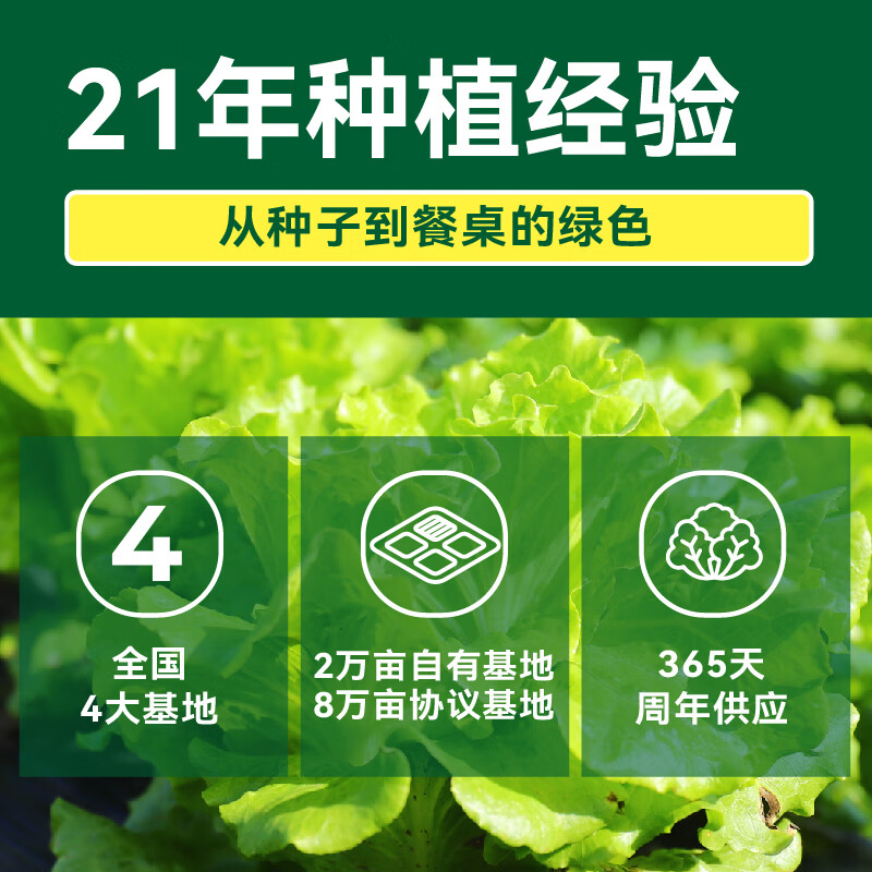 绿行者新鲜采摘球生菜脆嫩爽口结球生菜沙拉菜 2000g