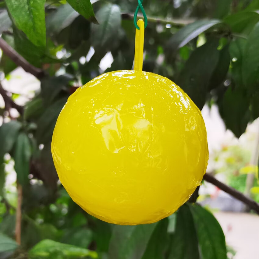 牛人诱蝇球果树柑橘大实蝇小食蝇球瓜果园苍蝇果实蝇诱粘球橘灯笼