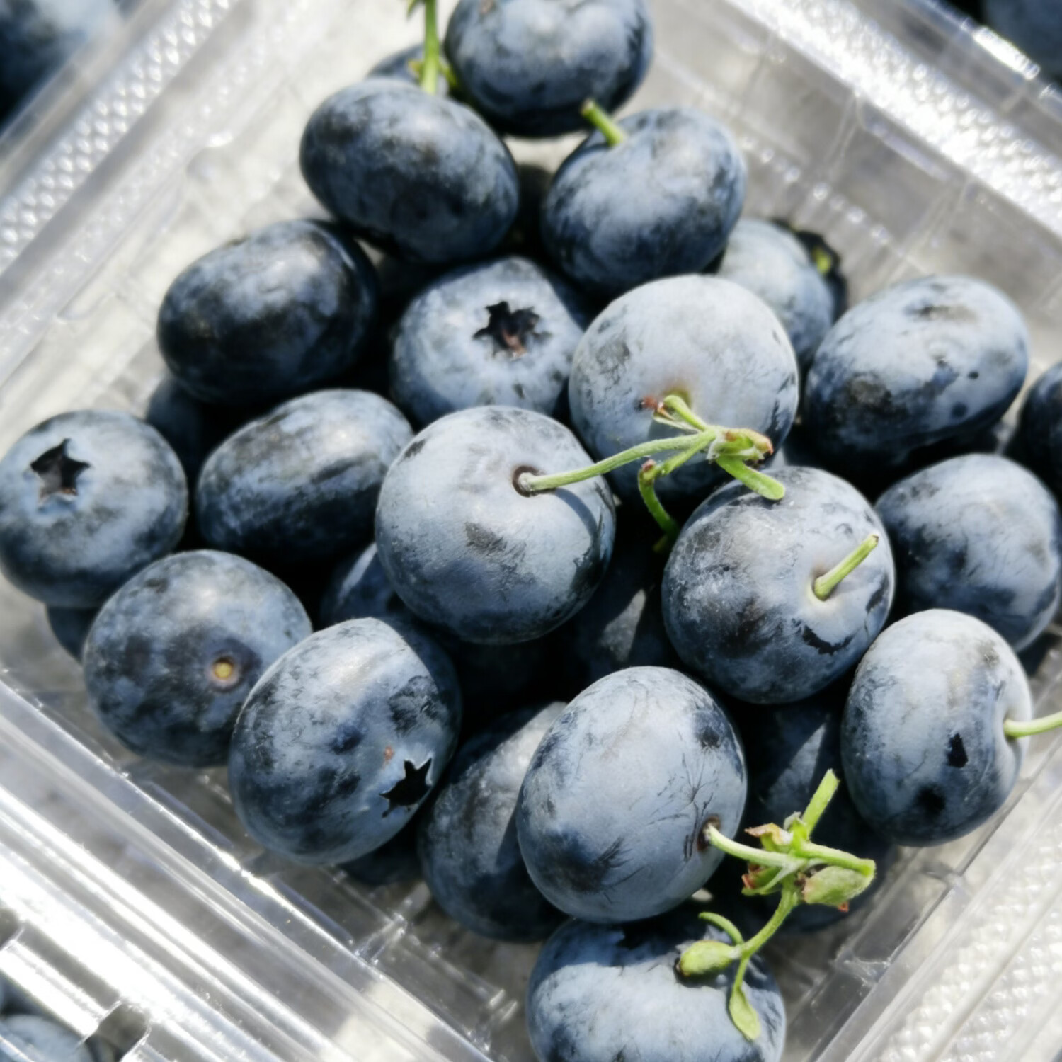 Misty雾蓝｜云南高山迷迭蓝蓝莓随机包装18mm蓝莓新鲜 12盒