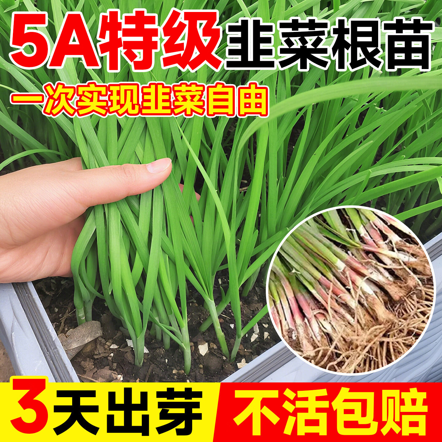 临雅四季韭菜根苗紫根红根大叶宽叶带土农家韭菜根老品种韭菜种籽种子 【练手装】特级紫根韭菜苗50颗