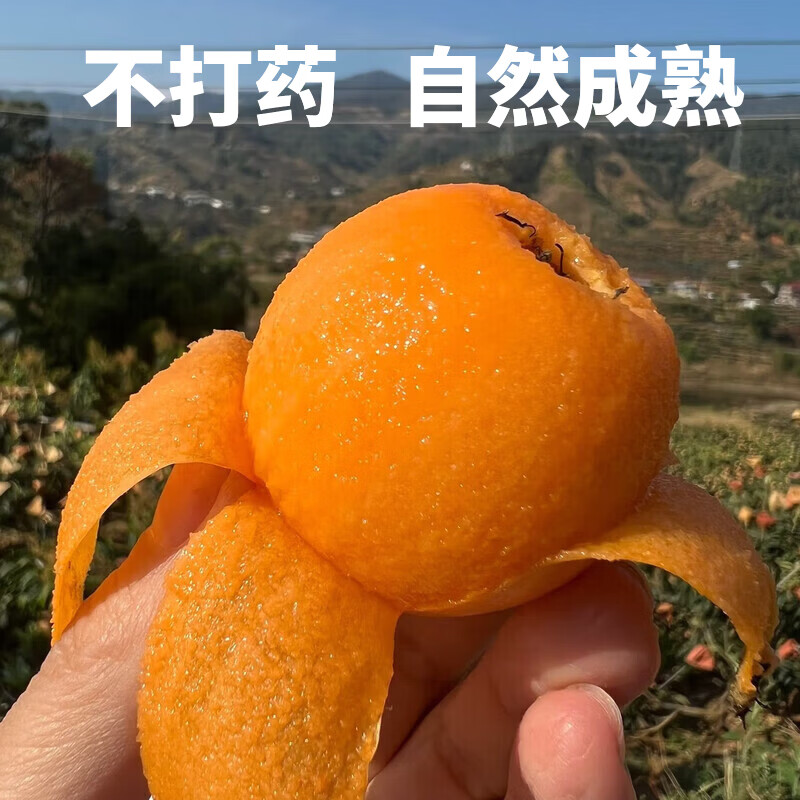 枇杷水果礼盒正宗福建莆田书峰五星大果当季新鲜纯甜高山琵琶整箱 5斤礼盒【净重4.5斤 SSS+级果王】 30年老树【京东/顺丰-多地次日达】