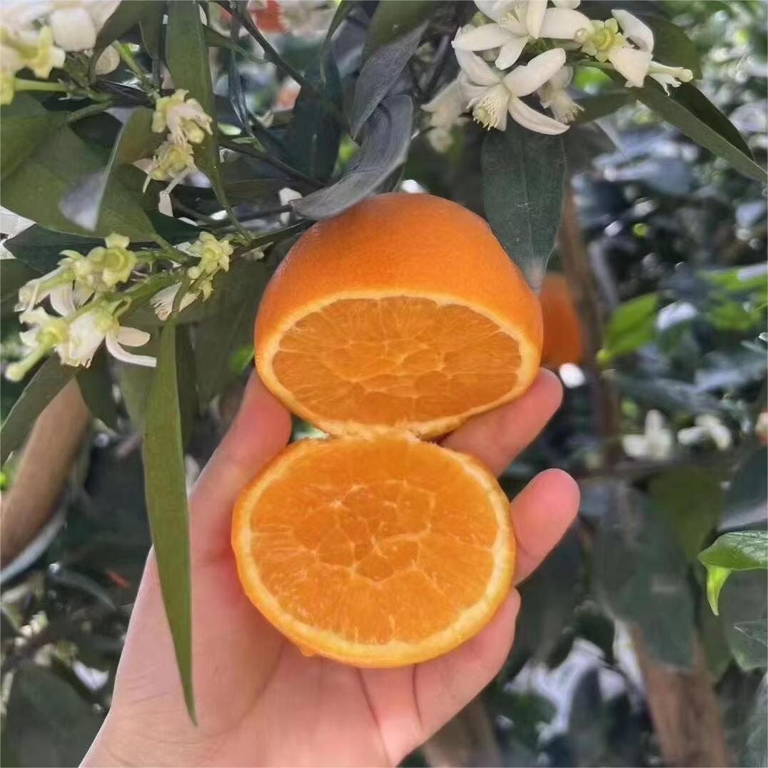 您家橙秭归伦晚脐橙甜正宗水果鲜橙酸甜爆汁整箱源头直发应季水果 伦晚脐橙净重5斤130g